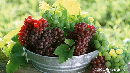 تصویر 2 از خرید و قیمت انگور قرمز بیدانه + فروش صادراتی